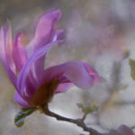 1985年双色球开奖历史回顾与数据分析 9l7r4