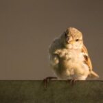 197期3D开奖结果公布最新中奖号码查询 yp4pdv32gs